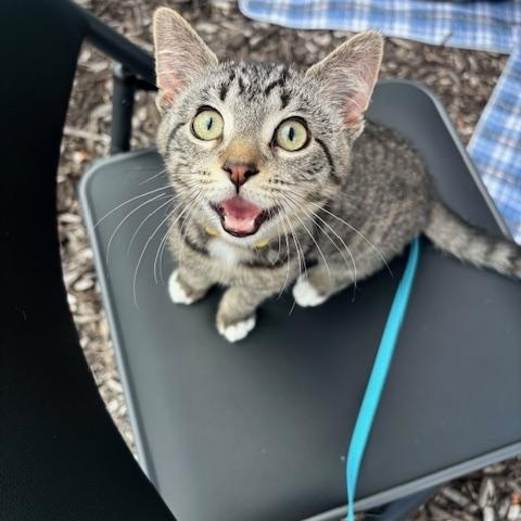 Glove Compartment, a ADOPTABLE Domestic Short Hair in Hudsonville, MI image 4/4
