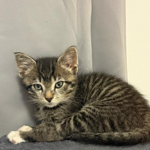 Glove Compartment, ADOPTABLE, Kitten Male Domestic Short Hair.