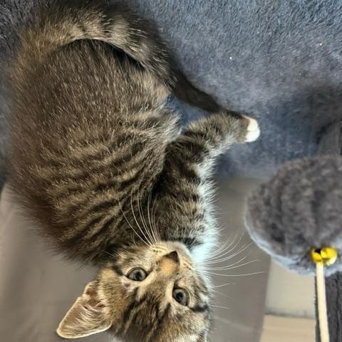 Glove Compartment, a ADOPTABLE Domestic Short Hair in Hudsonville, MI image 2/4