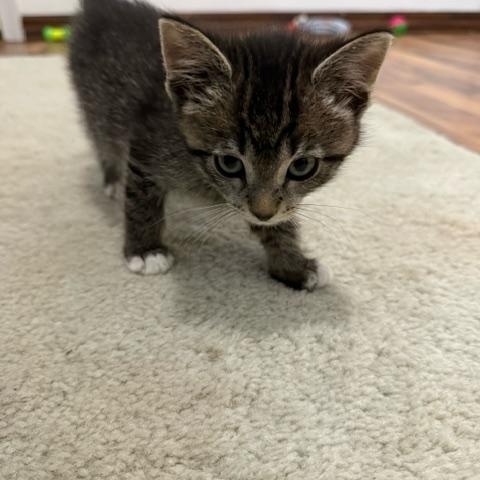 Glove Compartment, a ADOPTABLE Domestic Short Hair in Hudsonville, MI image 3/4