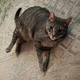 Enlarge Pepper Owner Giving Up, a ADOPTABLE Domestic Short Hair in Clifton, NJ image 1/2