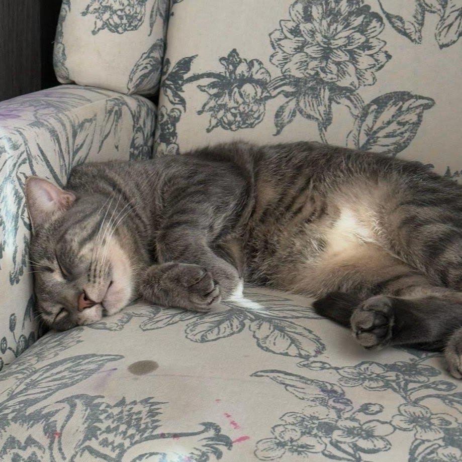 Enlarge Pepper Owner Giving Up, a ADOPTABLE Domestic Short Hair in Clifton, NJ image 2/2