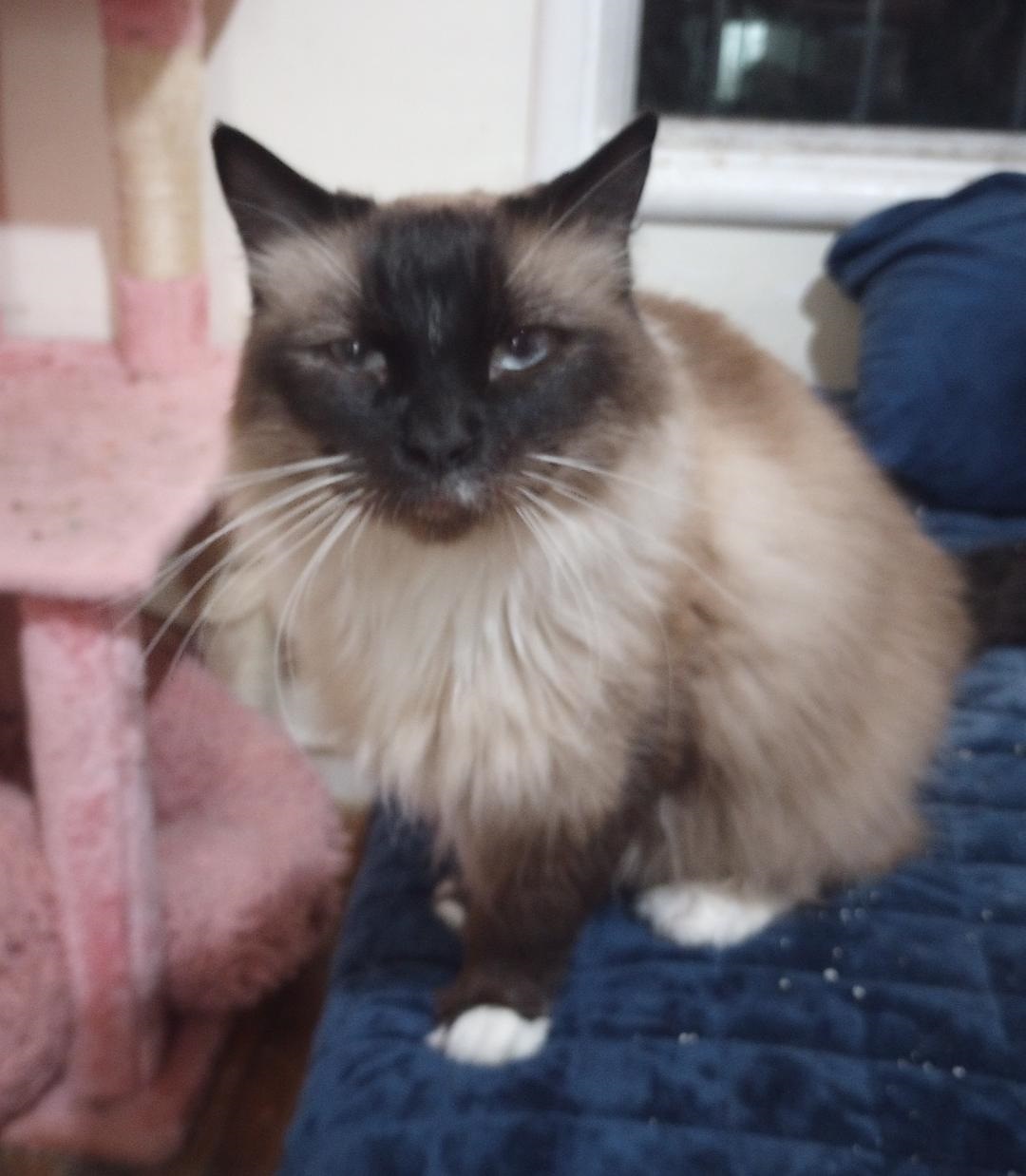 Nessie, Adopted, Adult Female Ragdoll & Balinese.