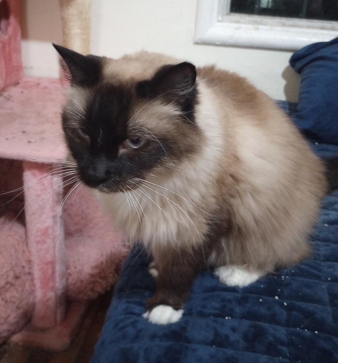 Enlarge Nessie, a Adopted mixed breed in Oakland, CA image 2/2