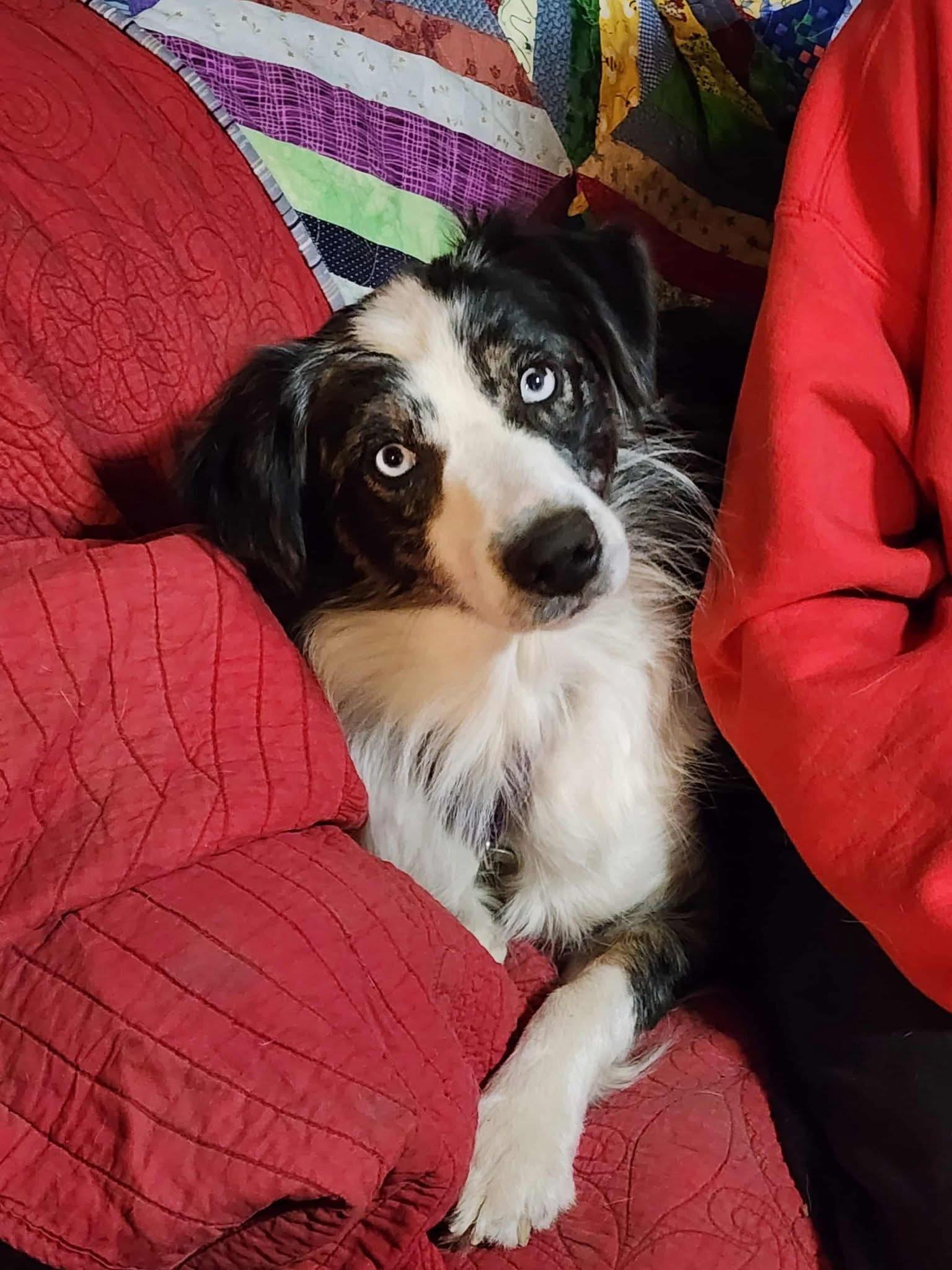 Grace, Adoptable, Young Female Australian Shepherd.