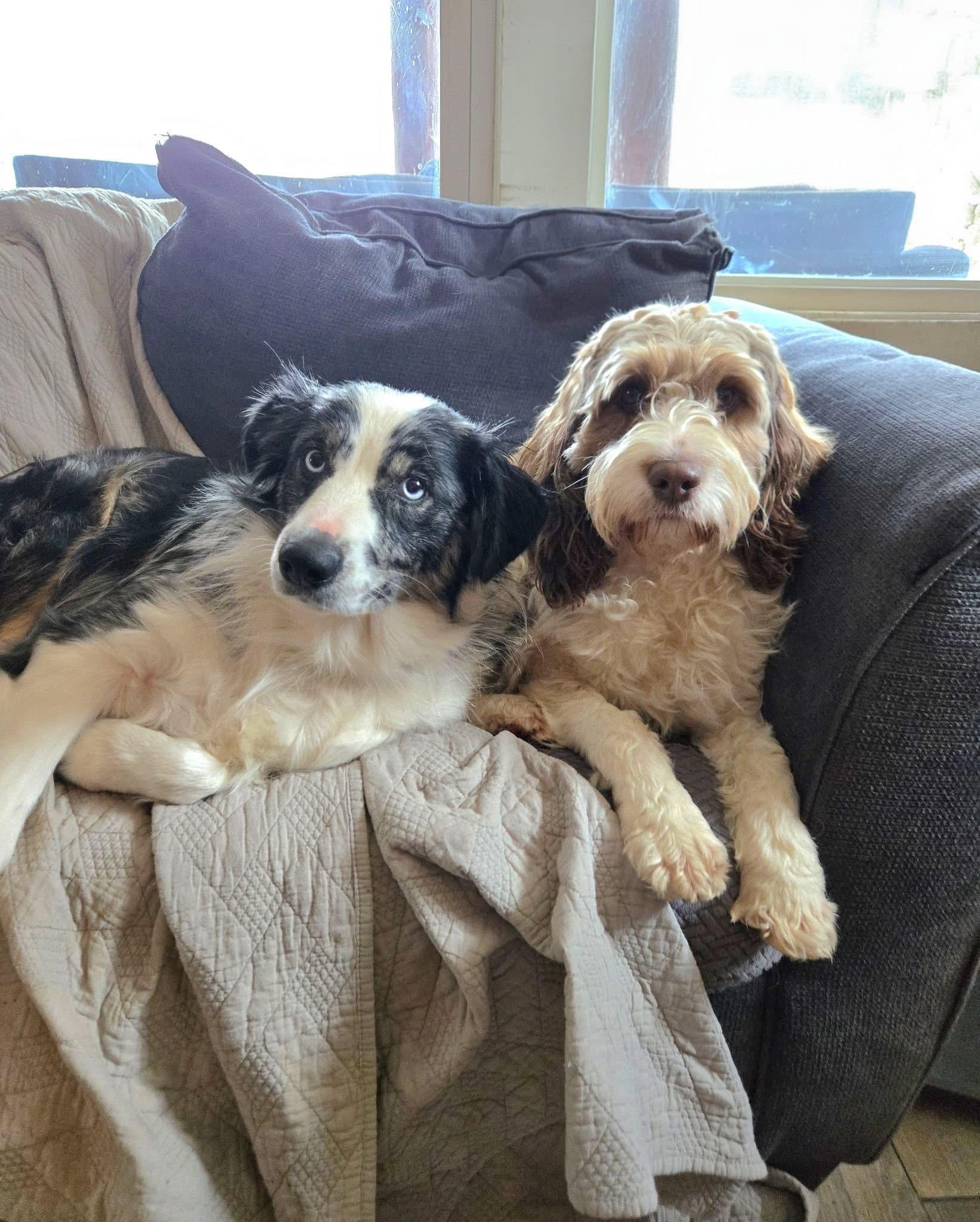 Enlarge Grace, a Adoptable Australian Shepherd in Friendship, NY image 6/6