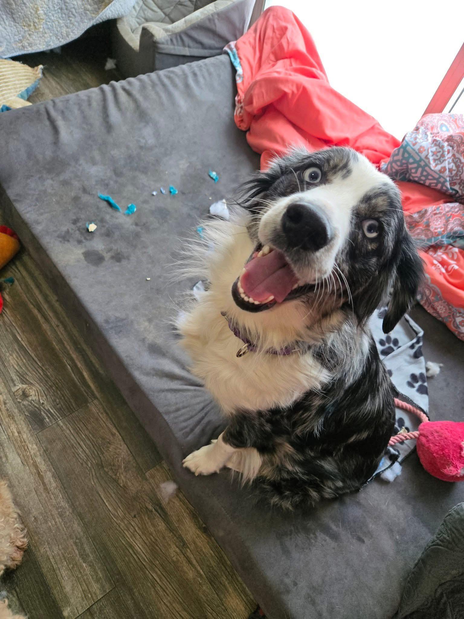 Enlarge Grace, a Adoptable Australian Shepherd in Friendship, NY image 2/6
