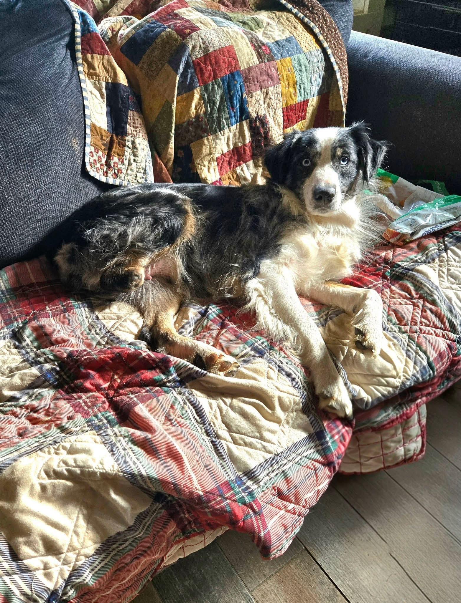 Enlarge Grace, a Adoptable Australian Shepherd in Friendship, NY image 4/6