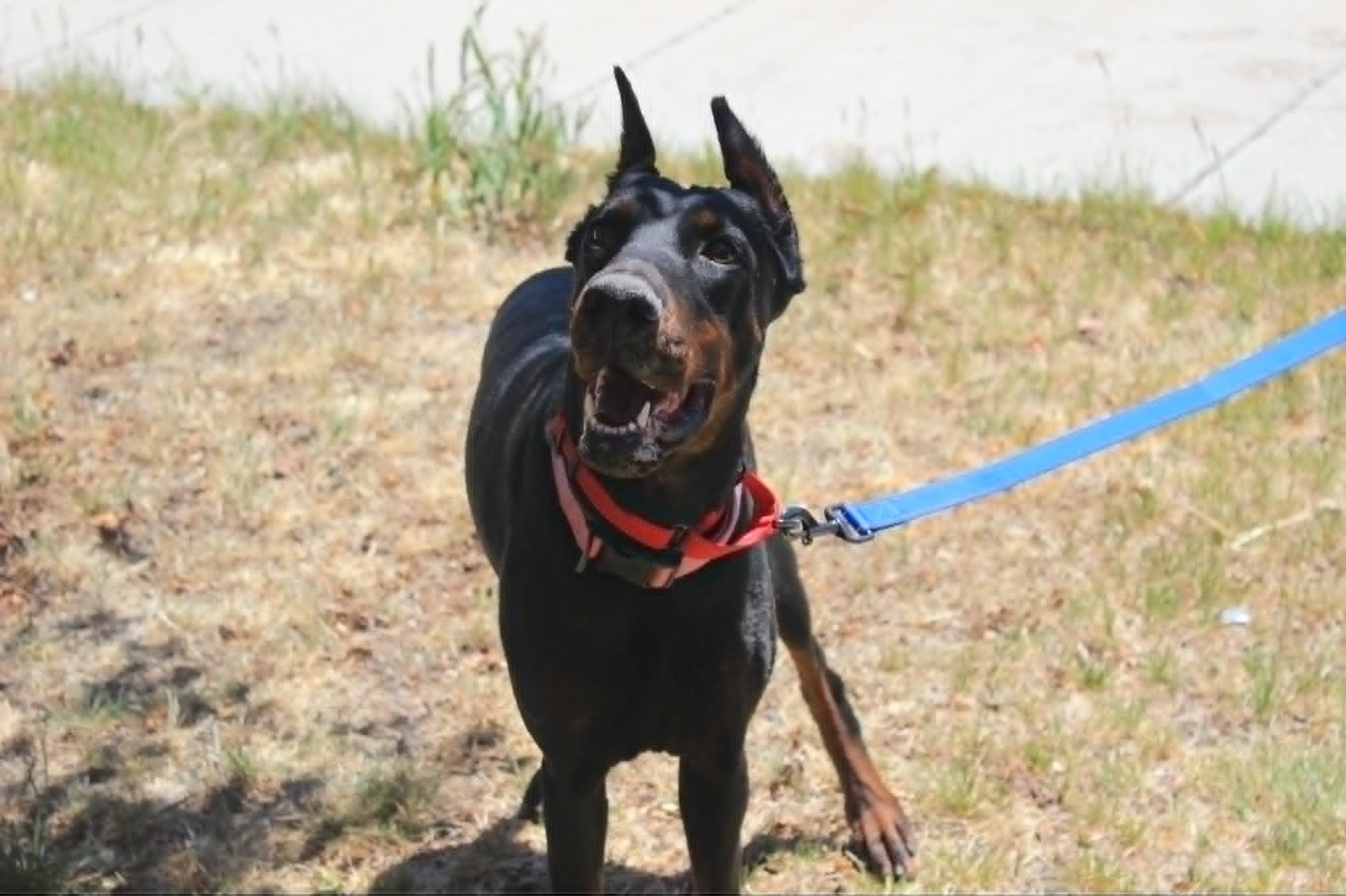 Heaven, Adoptable, Adult Female Doberman Pinscher.