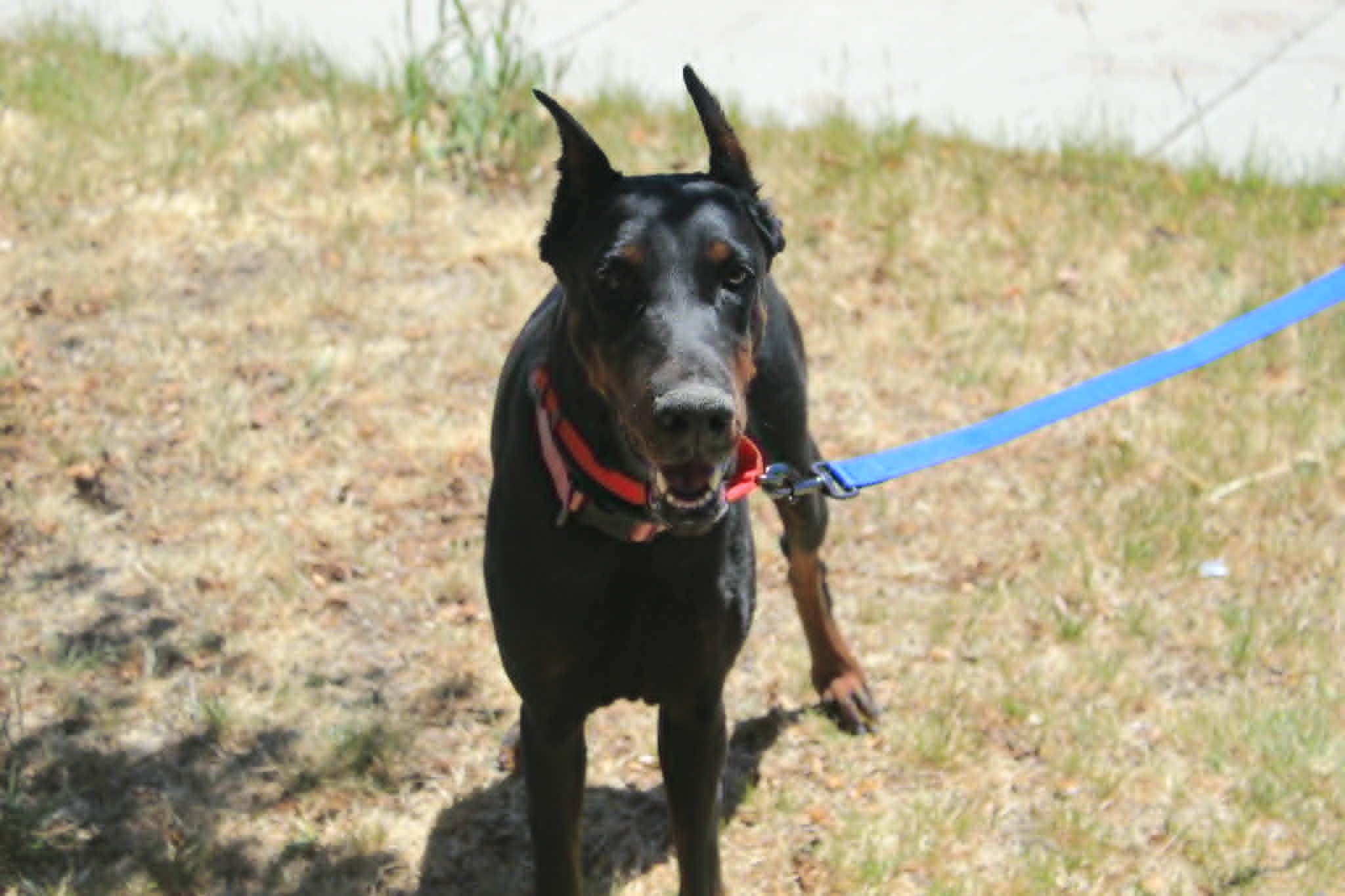 Enlarge Heaven, a Adoptable Doberman Pinscher in Denver, CO image 2/4