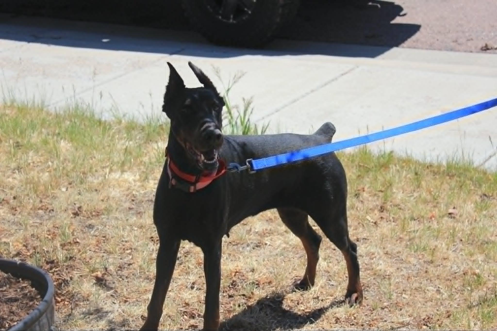 Enlarge Heaven, a Adoptable Doberman Pinscher in Denver, CO image 3/4