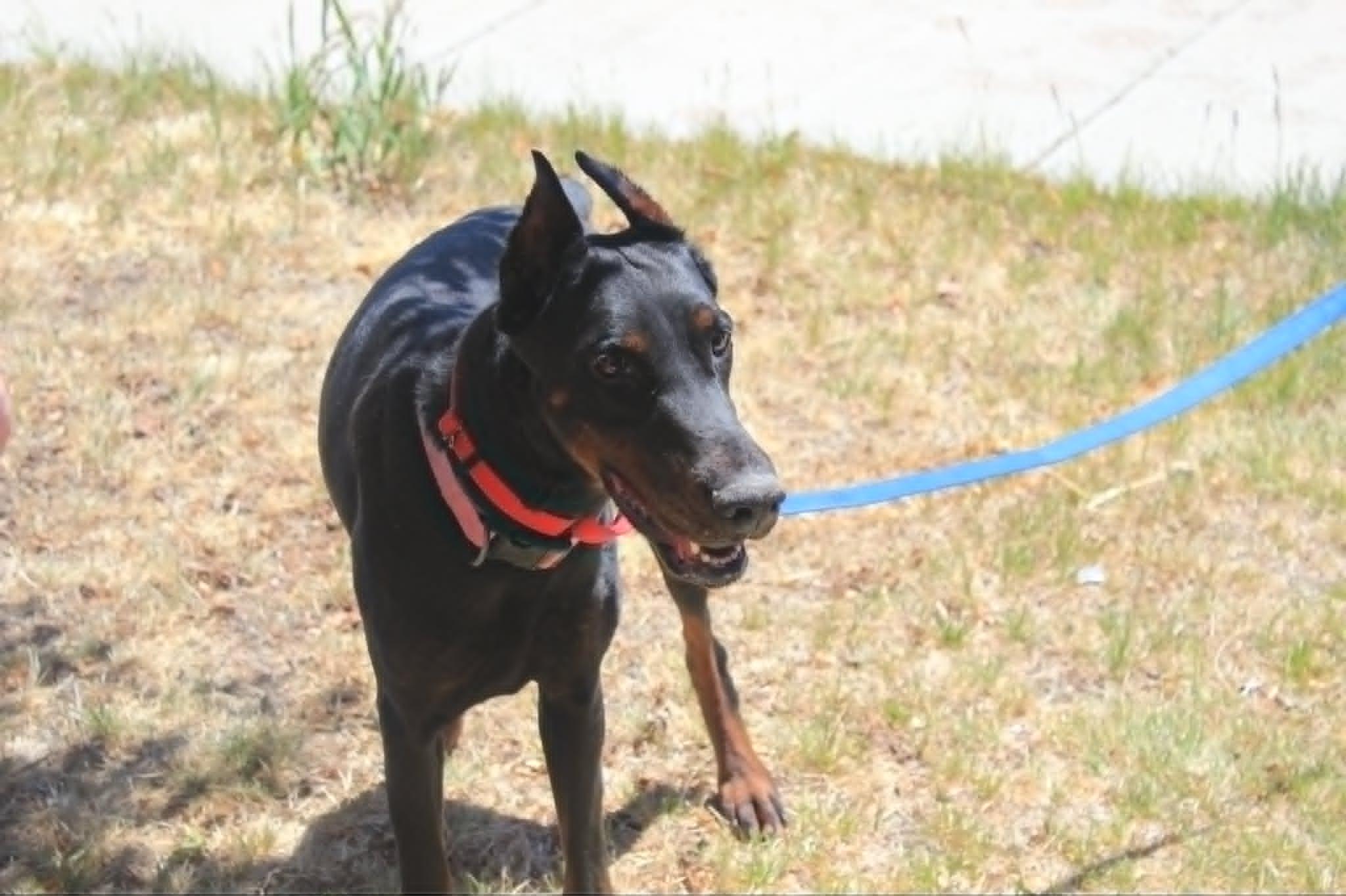 Enlarge Heaven, a Adoptable Doberman Pinscher in Denver, CO image 4/4