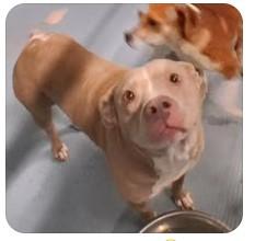Lola, ADOPTABLE, Senior Female Retriever.