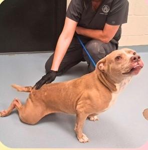 Lola, a ADOPTABLE mixed breed in Sheboygan, WI image 2/3