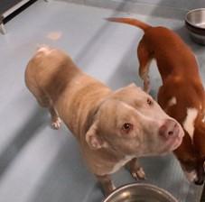 Lola, a ADOPTABLE mixed breed in Sheboygan, WI image 3/3