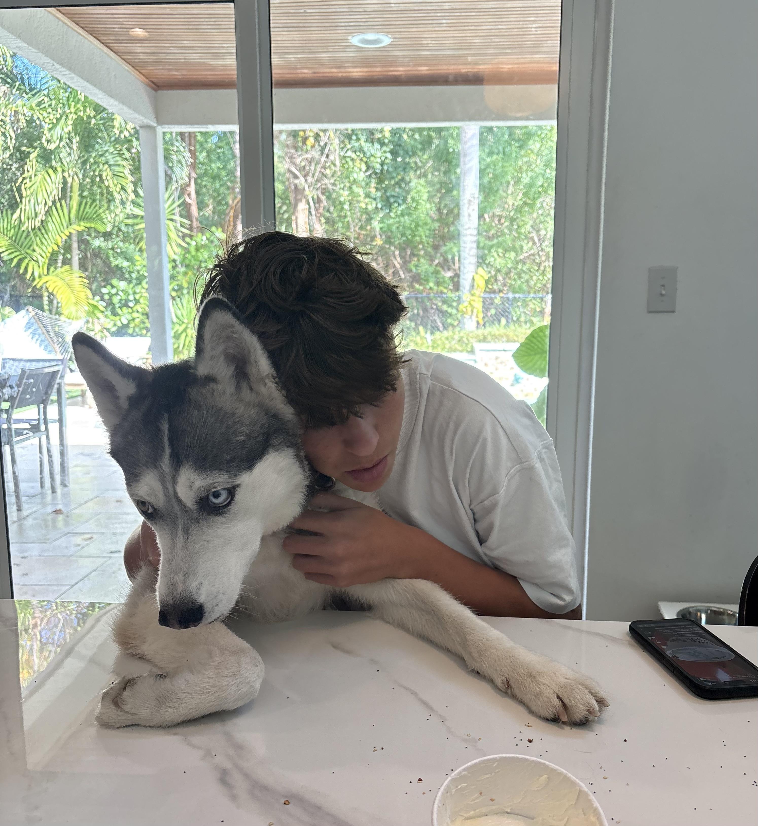 Enlarge Hope, a ADOPTABLE Siberian Husky in West Palm Beach, FL image 2/4