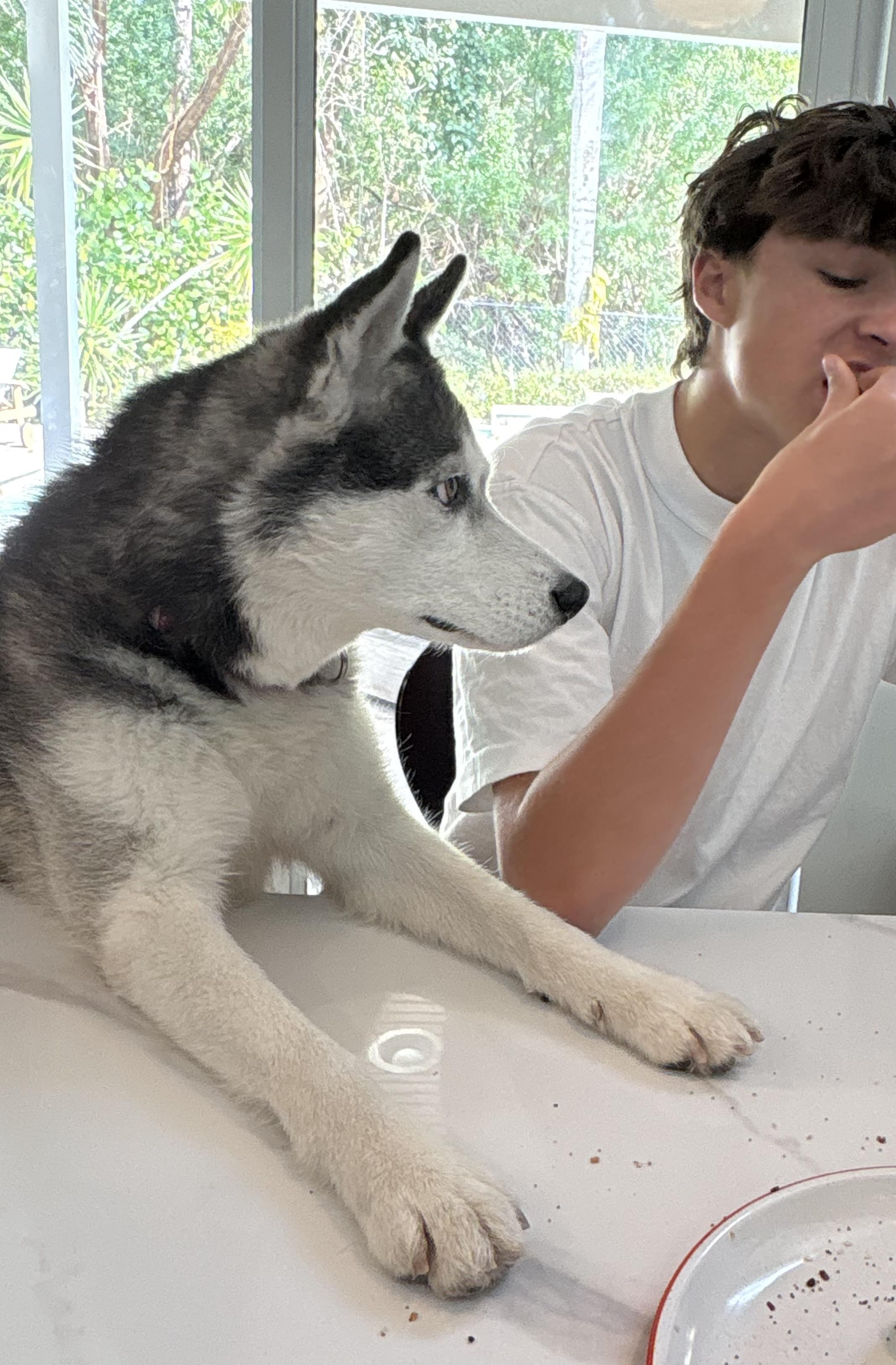 Enlarge Hope, a ADOPTABLE Siberian Husky in West Palm Beach, FL image 4/4