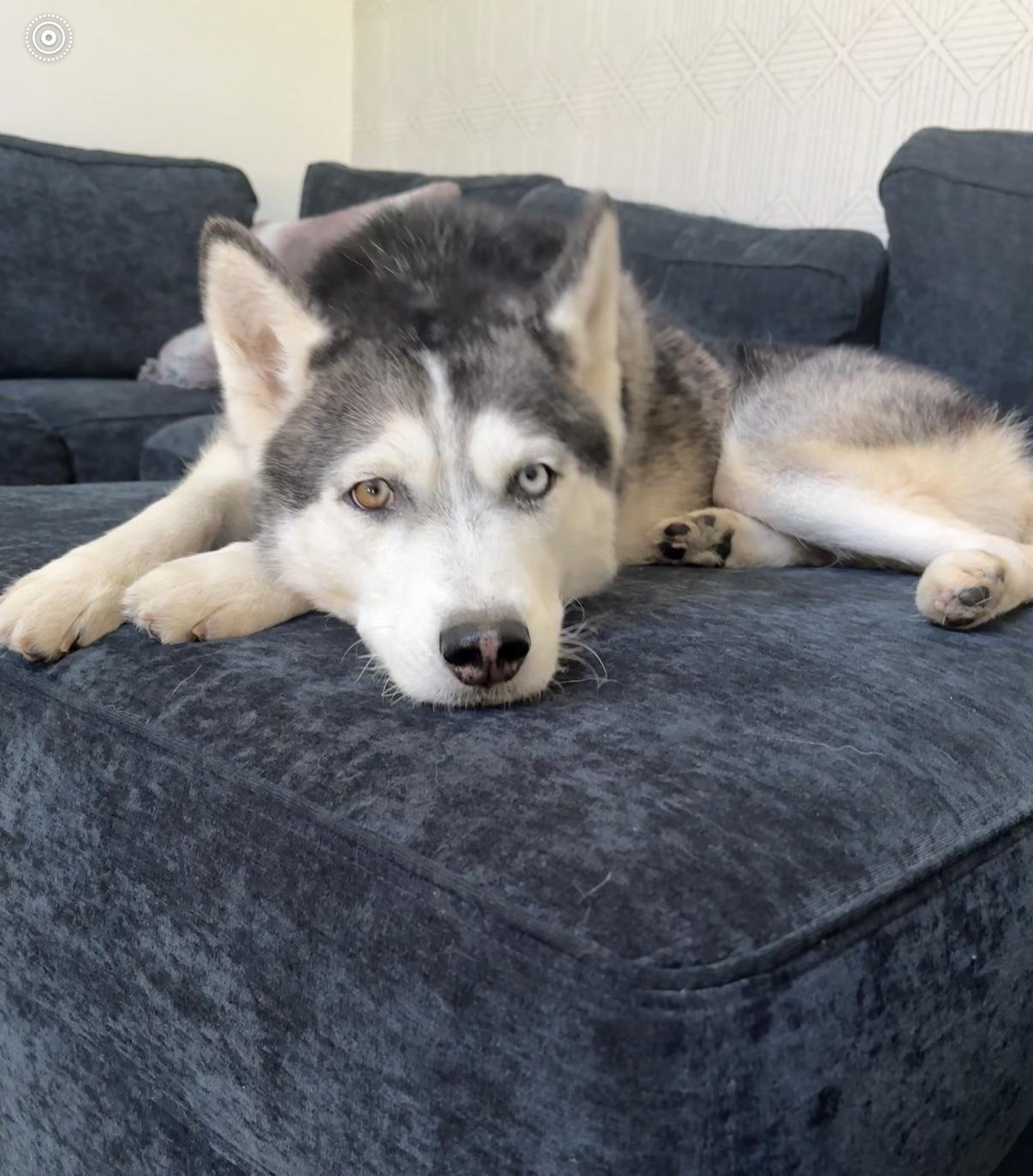 Enlarge Hope, a ADOPTABLE Siberian Husky in West Palm Beach, FL image 3/4