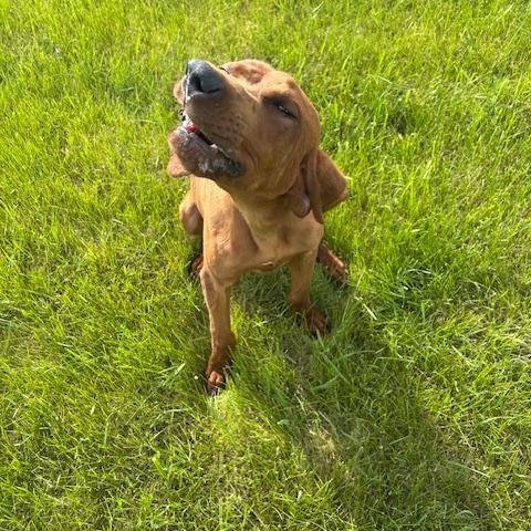 Colt, Adoptable, Young Male Hound.