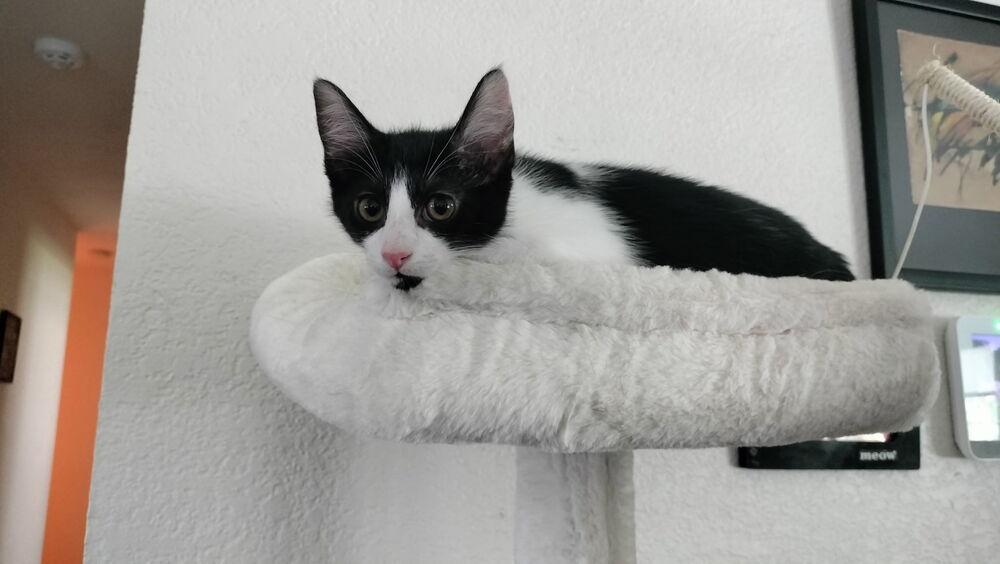 Rogue, Adopted, Kitten Male Domestic Medium Hair.