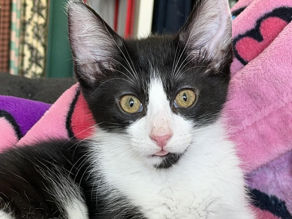 Rogue, a Adopted mixed breed in Richardson, TX image 2/6