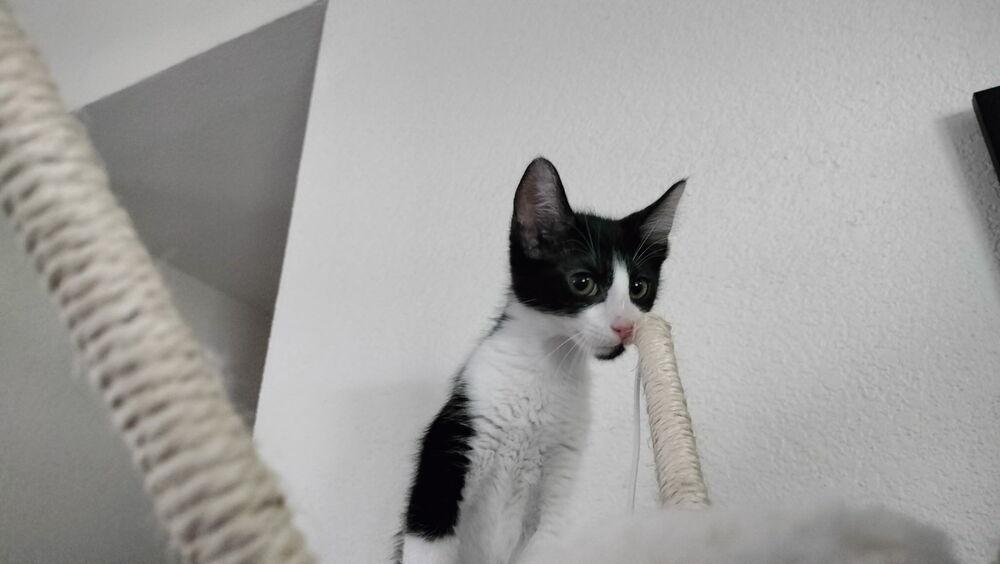 Rogue, a Adopted mixed breed in Richardson, TX image 5/6