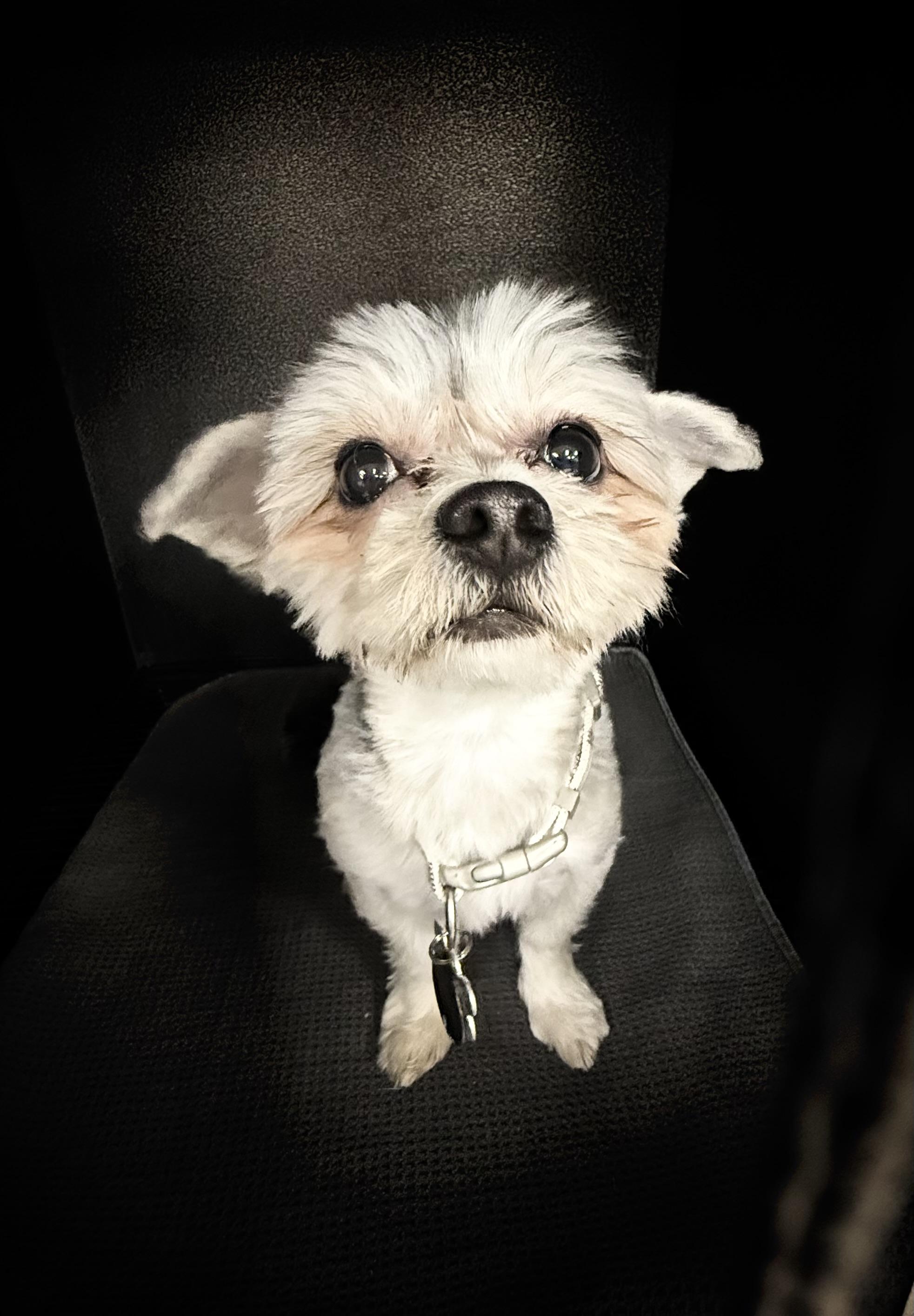 Enlarge Sky , an adopted Yorkie Poo in Nanuet, NY image 4/5