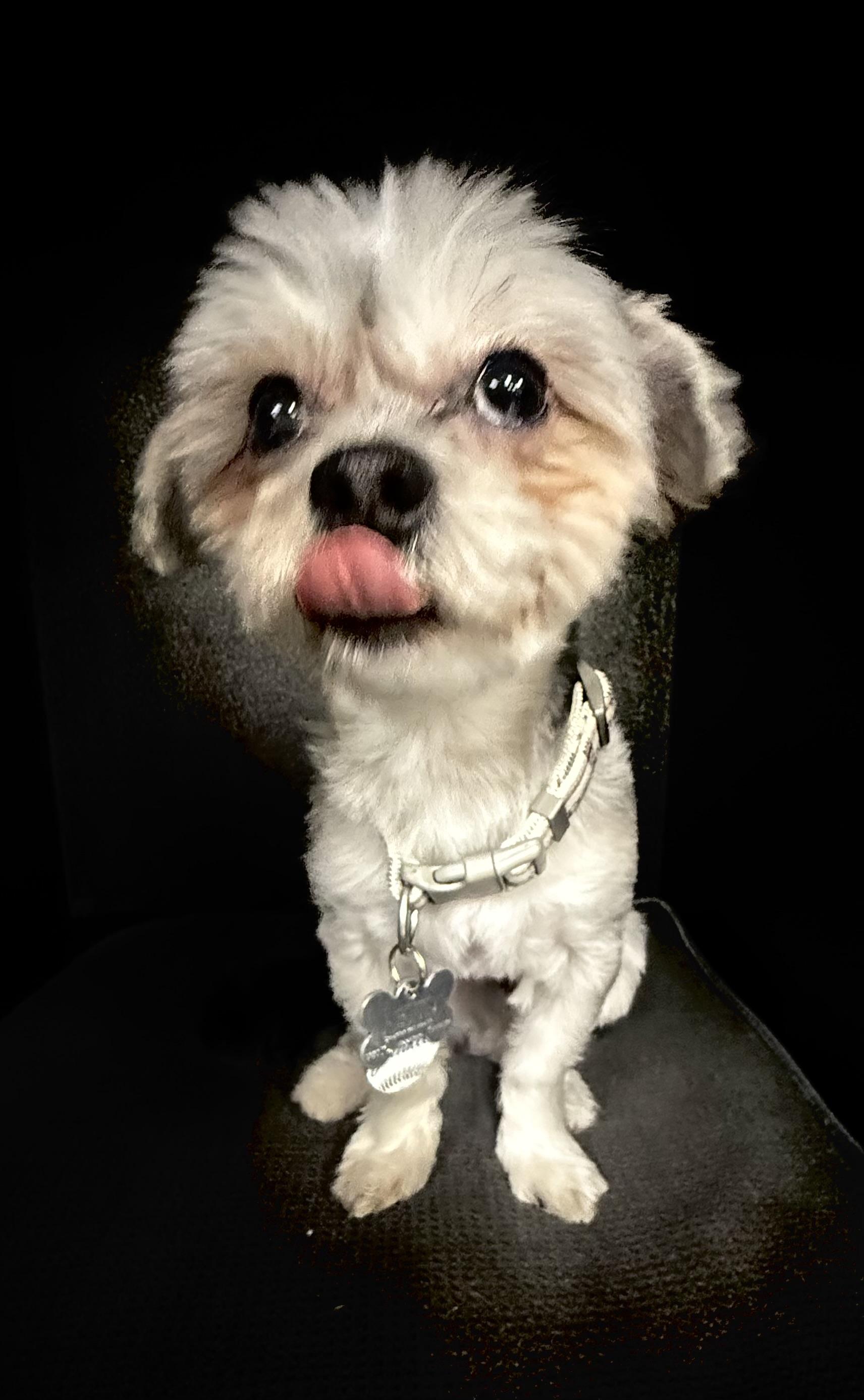 Enlarge Sky , an adopted Yorkie Poo in Nanuet, NY image 2/5