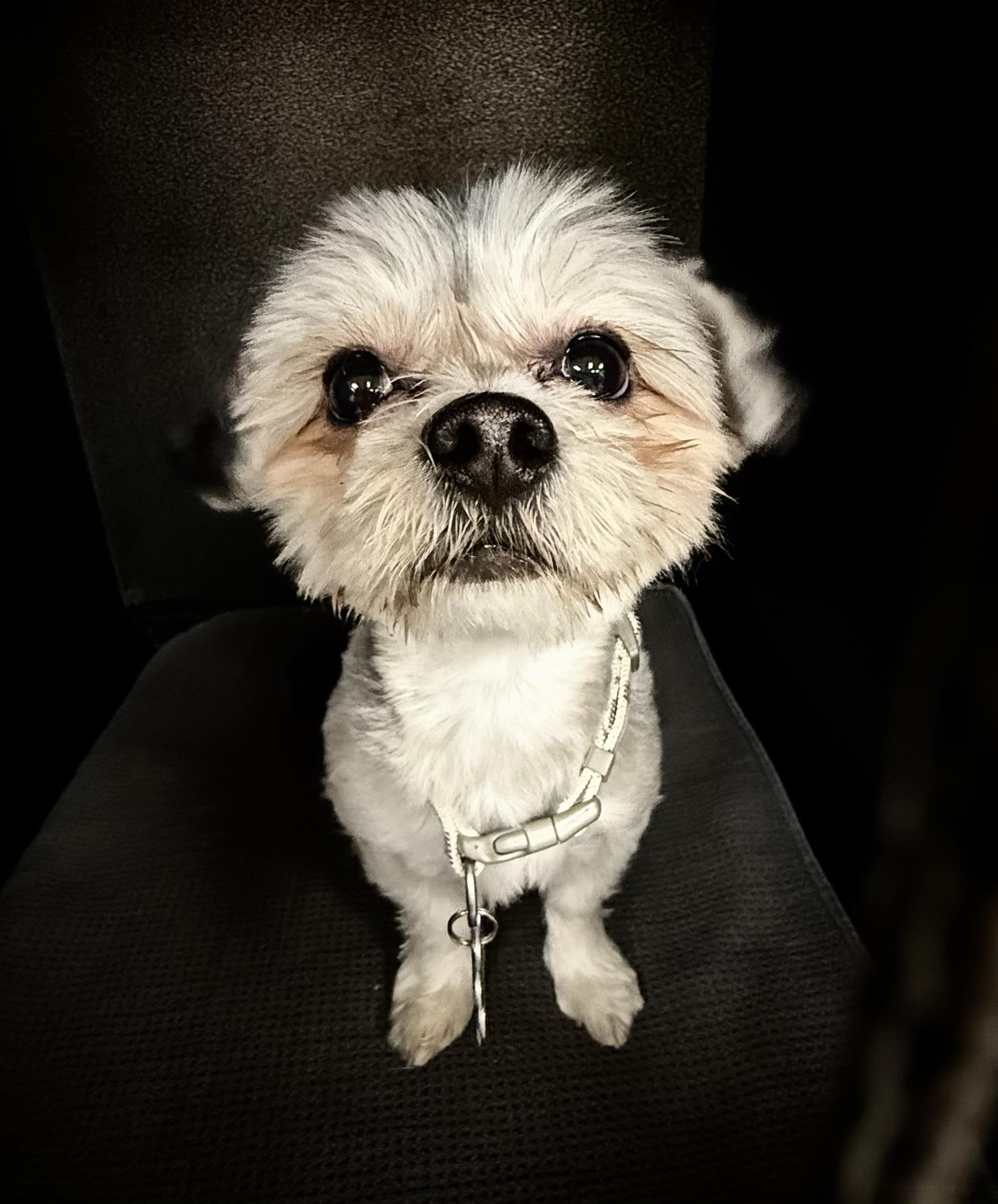 Sky , adopted, Young Male Yorkie Poo.