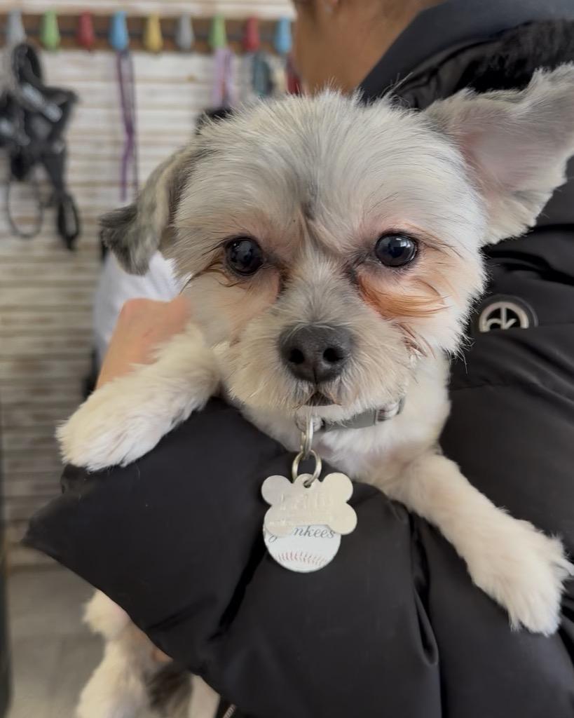 Enlarge Sky , an adopted Yorkie Poo in Nanuet, NY image 5/5