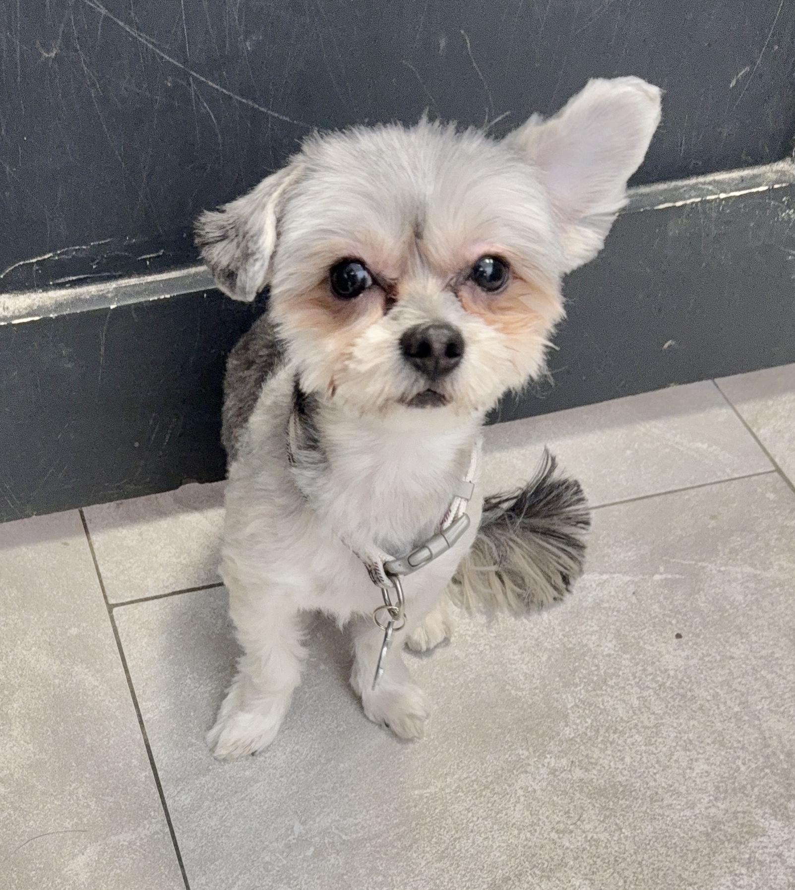 Enlarge Sky , an adopted Yorkie Poo in Nanuet, NY image 3/5