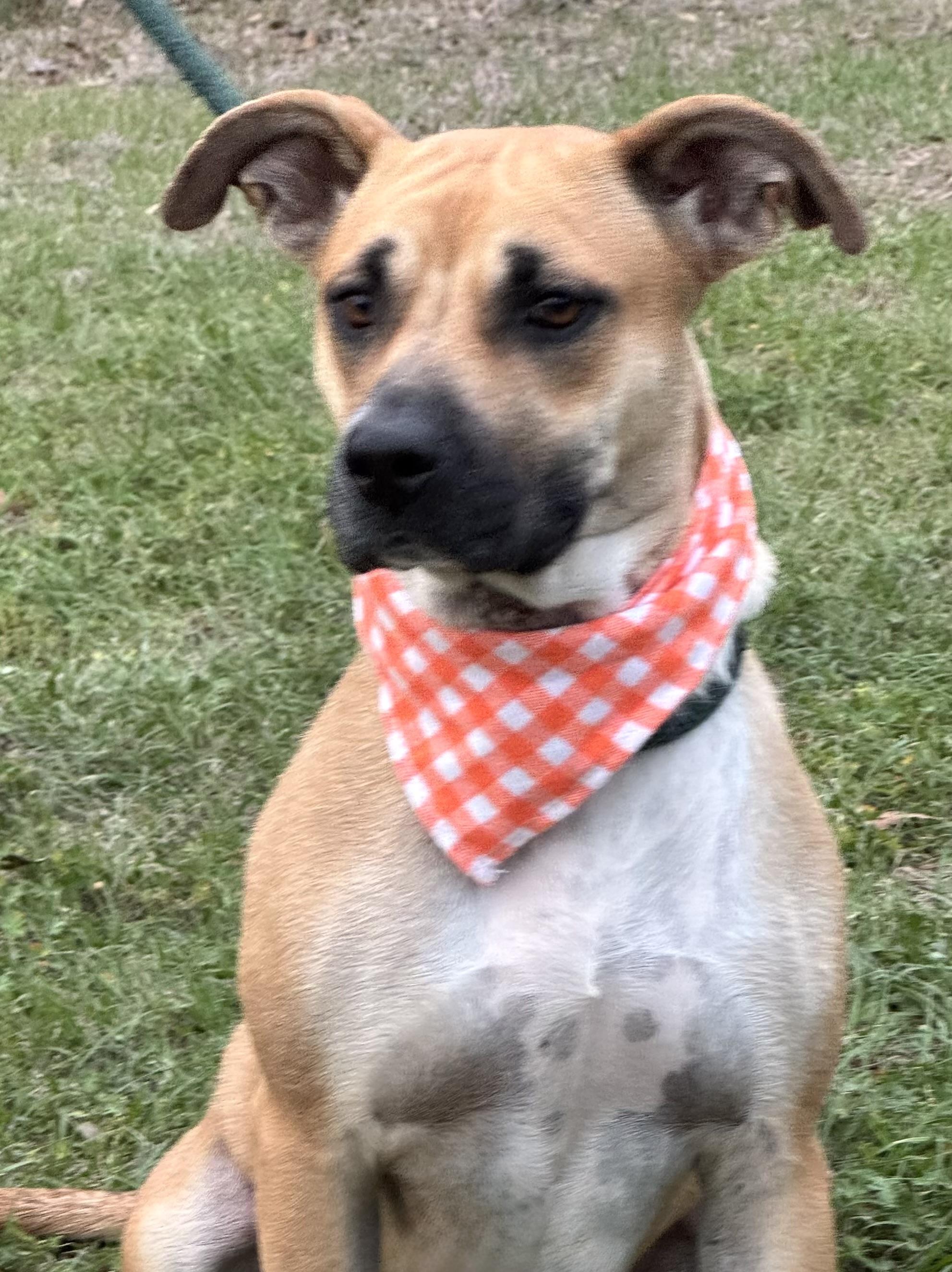 Enlarge HALO, a ADOPTABLE mixed breed in Jacksonville, FL image 4/5