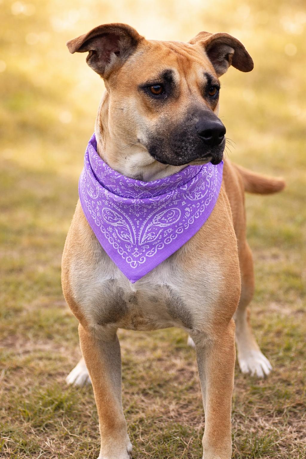 Enlarge HALO, a ADOPTABLE mixed breed in Jacksonville, FL image 3/5