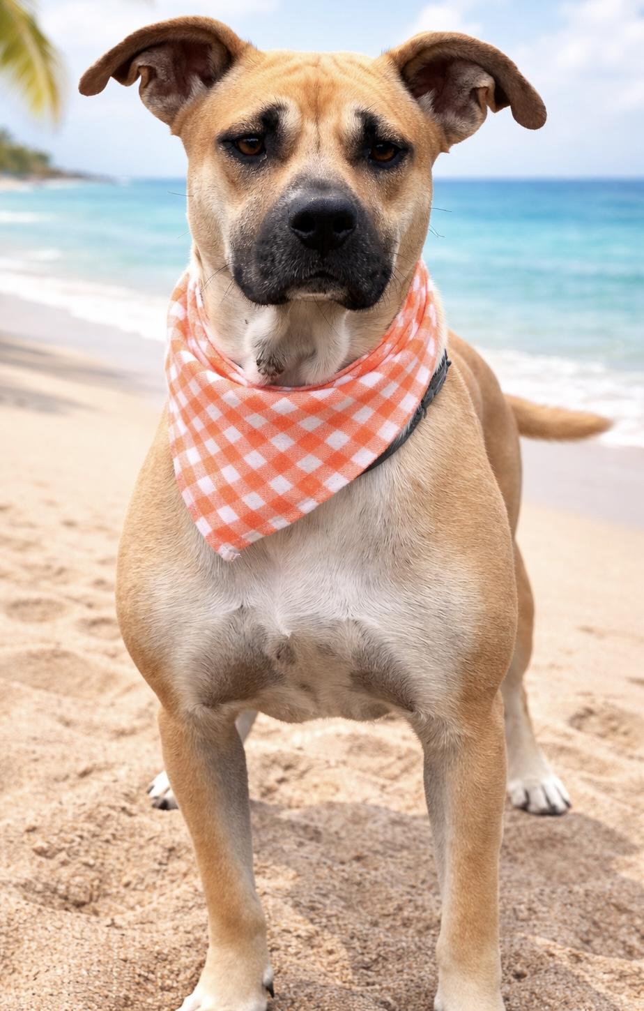 Enlarge HALO, a ADOPTABLE mixed breed in Jacksonville, FL image 5/5