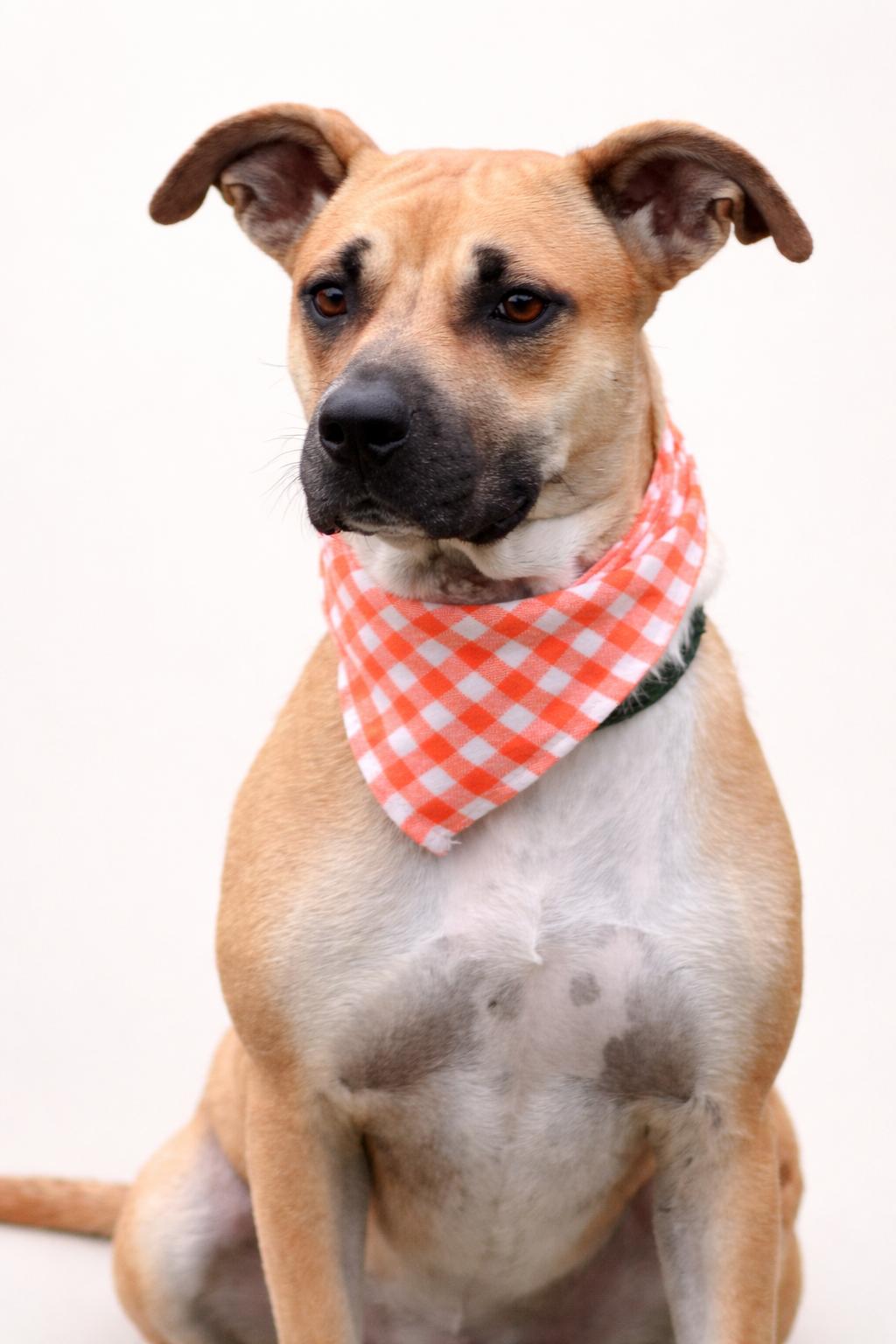 Enlarge HALO, a ADOPTABLE mixed breed in Jacksonville, FL image 2/5