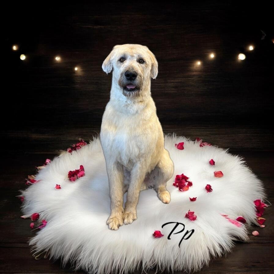 Millet, Adoptable, Adult Male Irish Wolfhound.