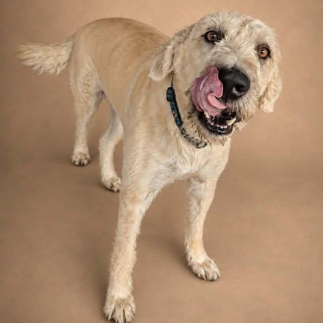 Enlarge Millet, a Adoptable mixed breed in Brooks, AB image 1/3