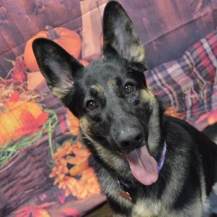 Stella - Home to Home — thumbnail 2