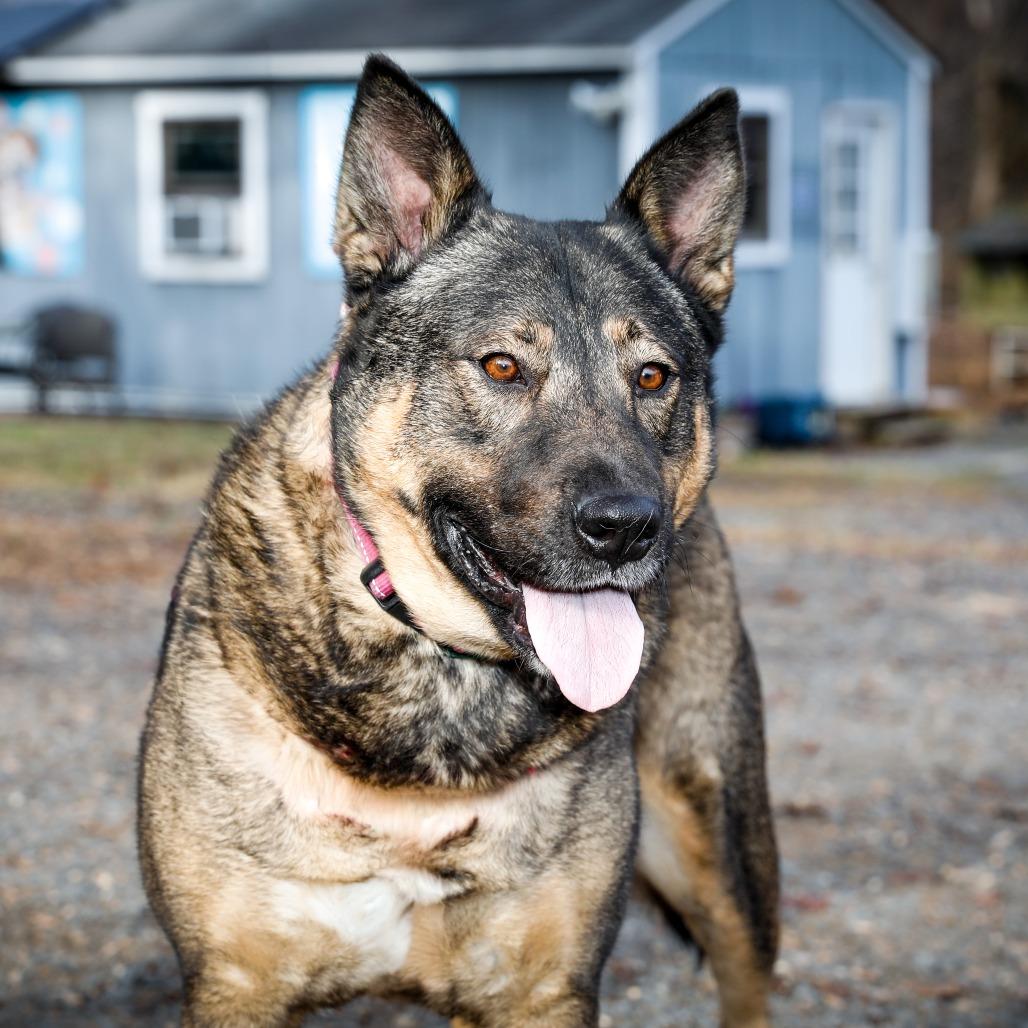 Big Mama, Adoptable, Adult Female Shepherd & Mixed Breed.