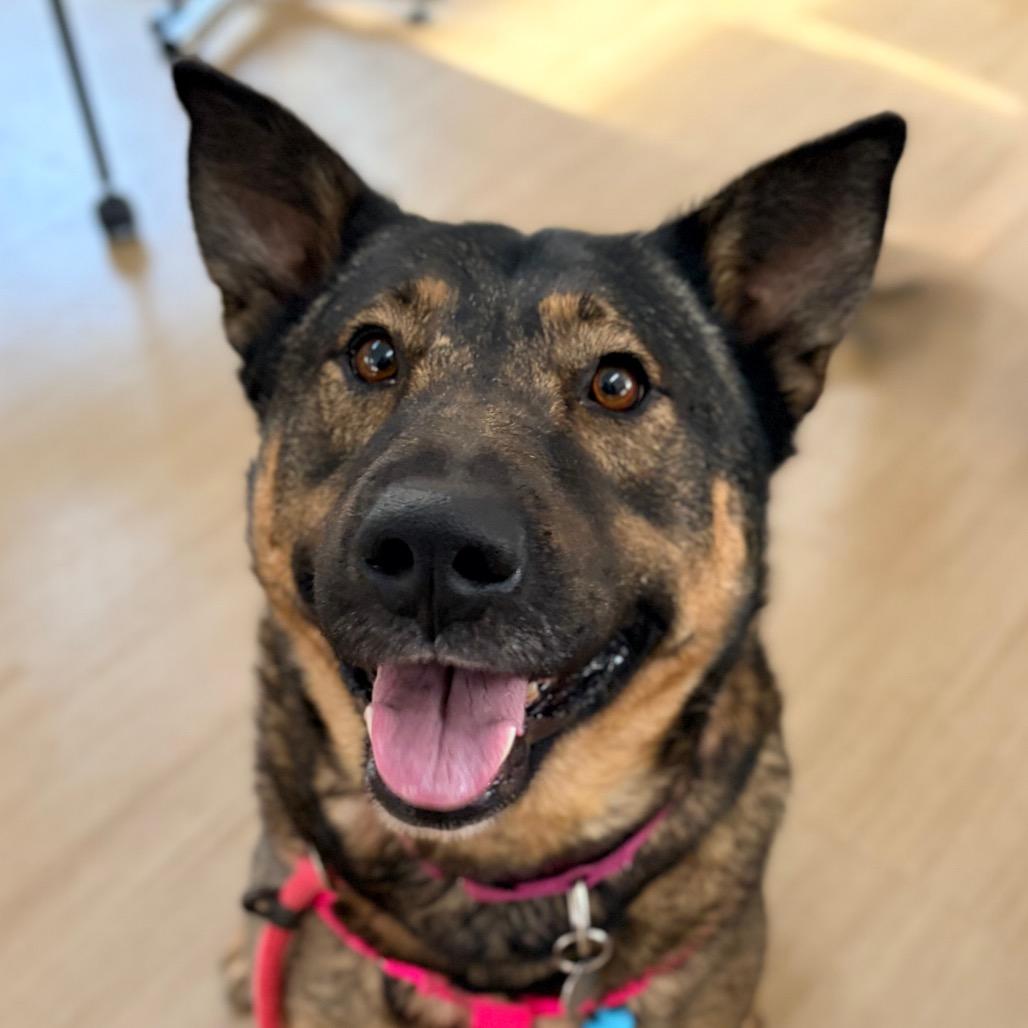 Enlarge Big Mama, a Adoptable mixed breed in Aldie, VA image 2/4