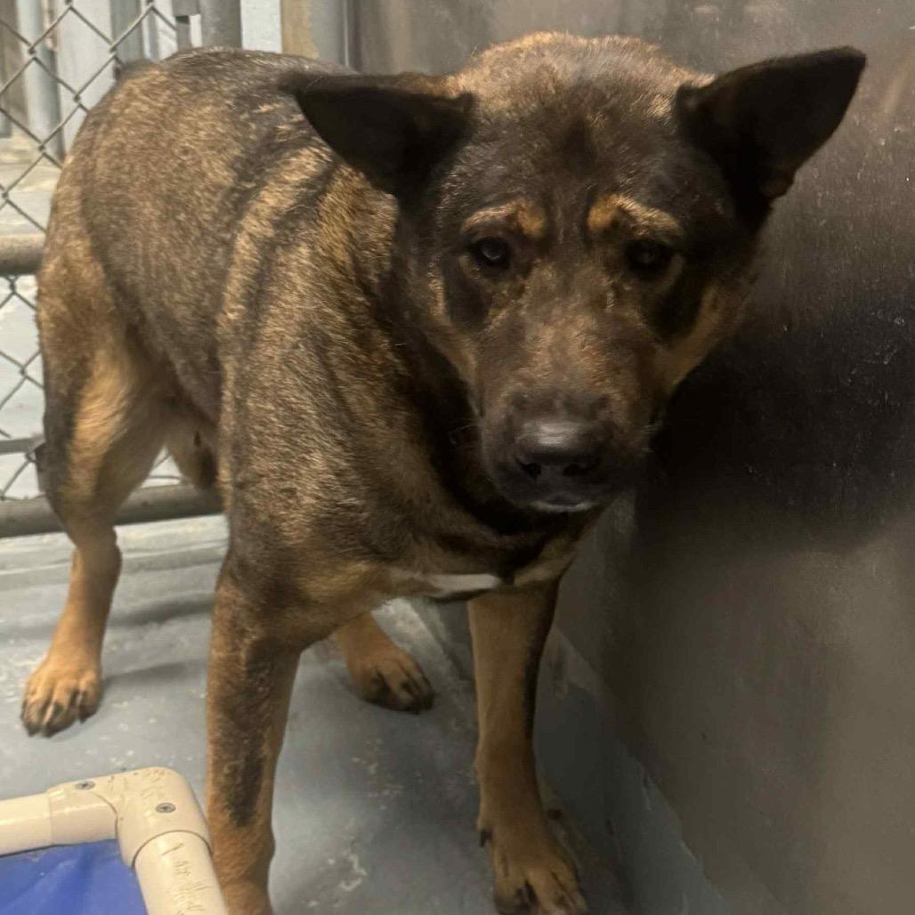 Enlarge Big Mama, a Adoptable mixed breed in Aldie, VA image 3/4