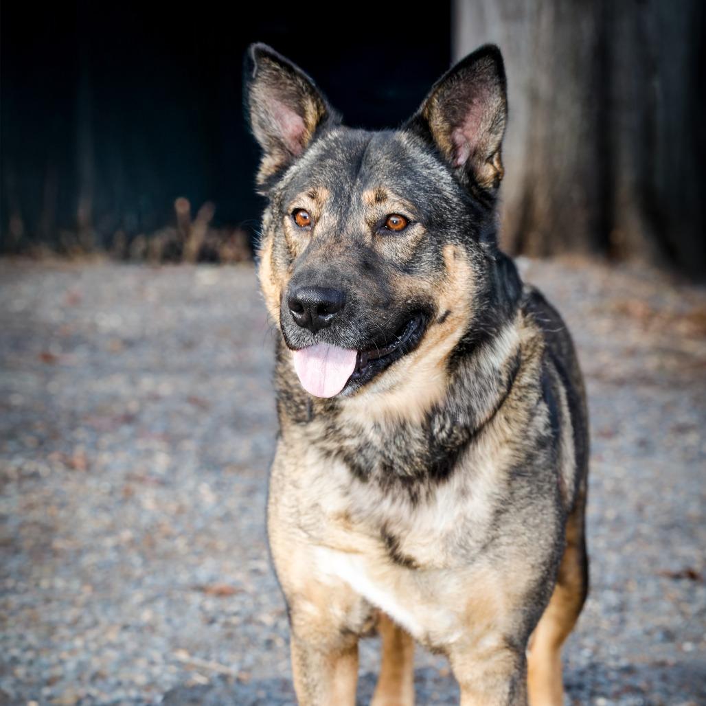 Enlarge Big Mama, a Adoptable mixed breed in Aldie, VA image 4/4