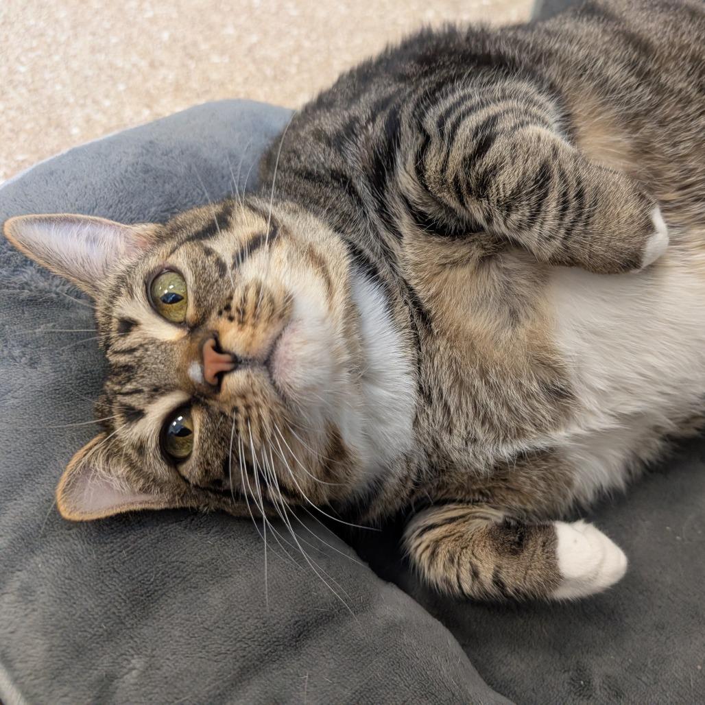 Gerty, Adoptable, Adult Female Domestic Short Hair.