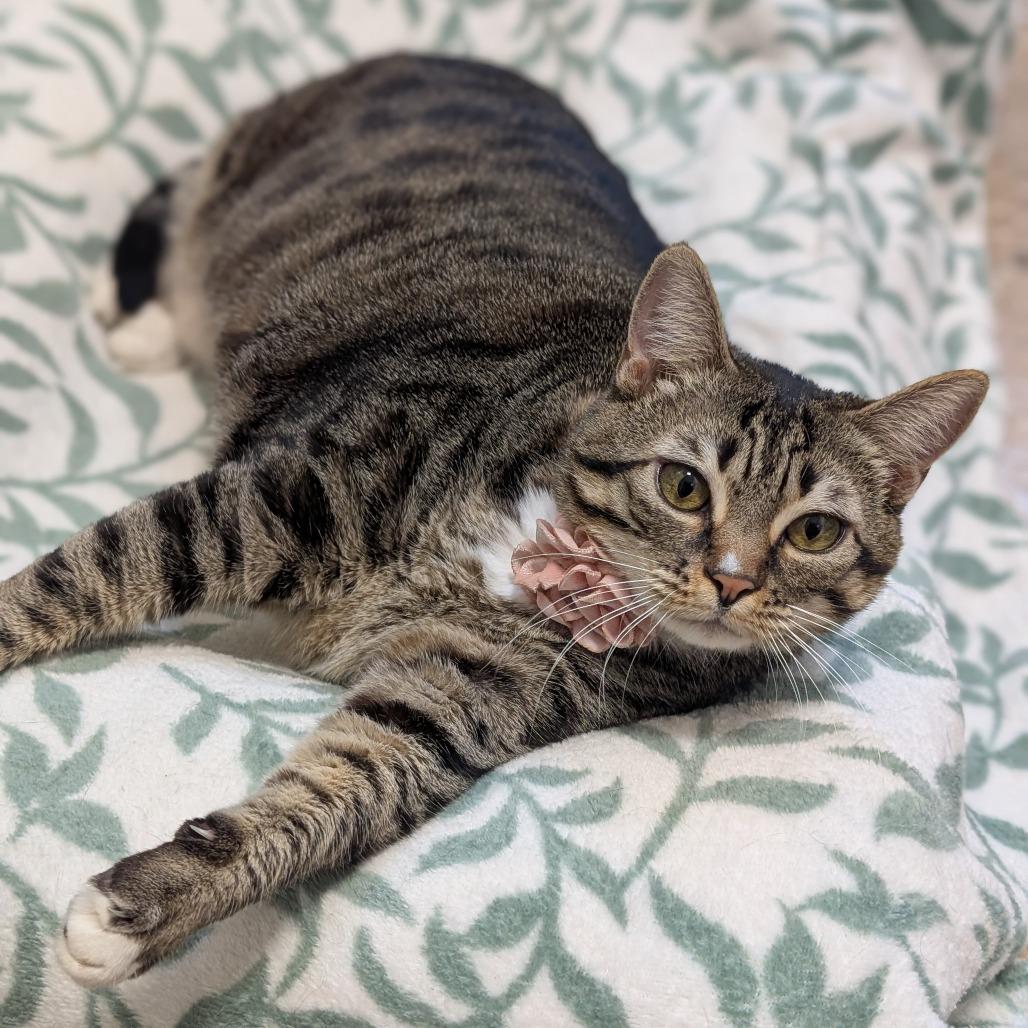 Gerty, Adoptable, Adult Female Domestic Short Hair.