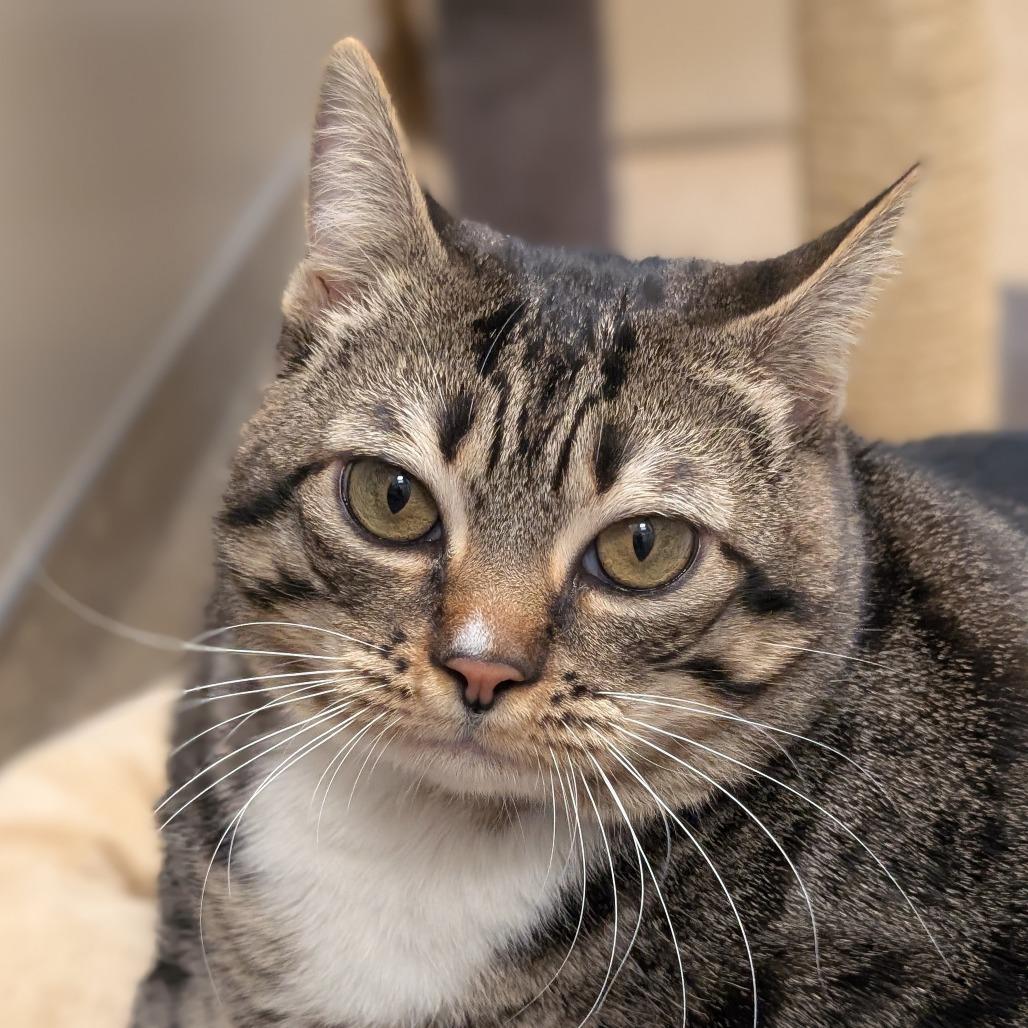Gerty, a Adoptable Domestic Short Hair in Sonoma, CA image 2/6