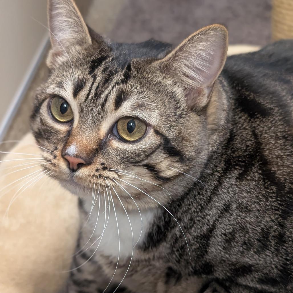 Gerty, a Adoptable Domestic Short Hair in Sonoma, CA image 3/6
