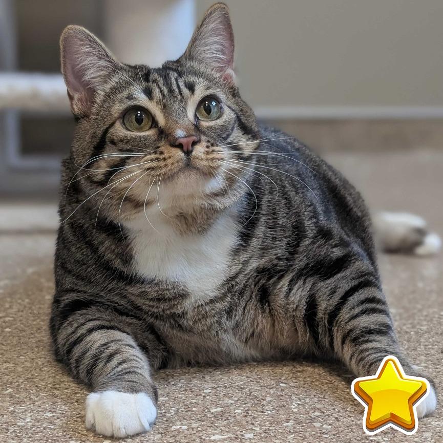 Enlarge Gerty, a Adoptable Domestic Short Hair in Sonoma, CA image 4/6