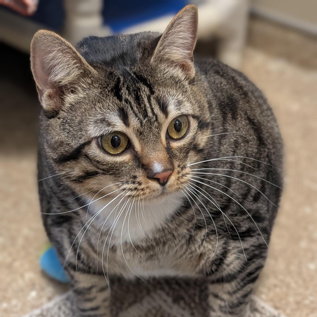 Gerty, a Adoptable Domestic Short Hair in Sonoma, CA image 4/6