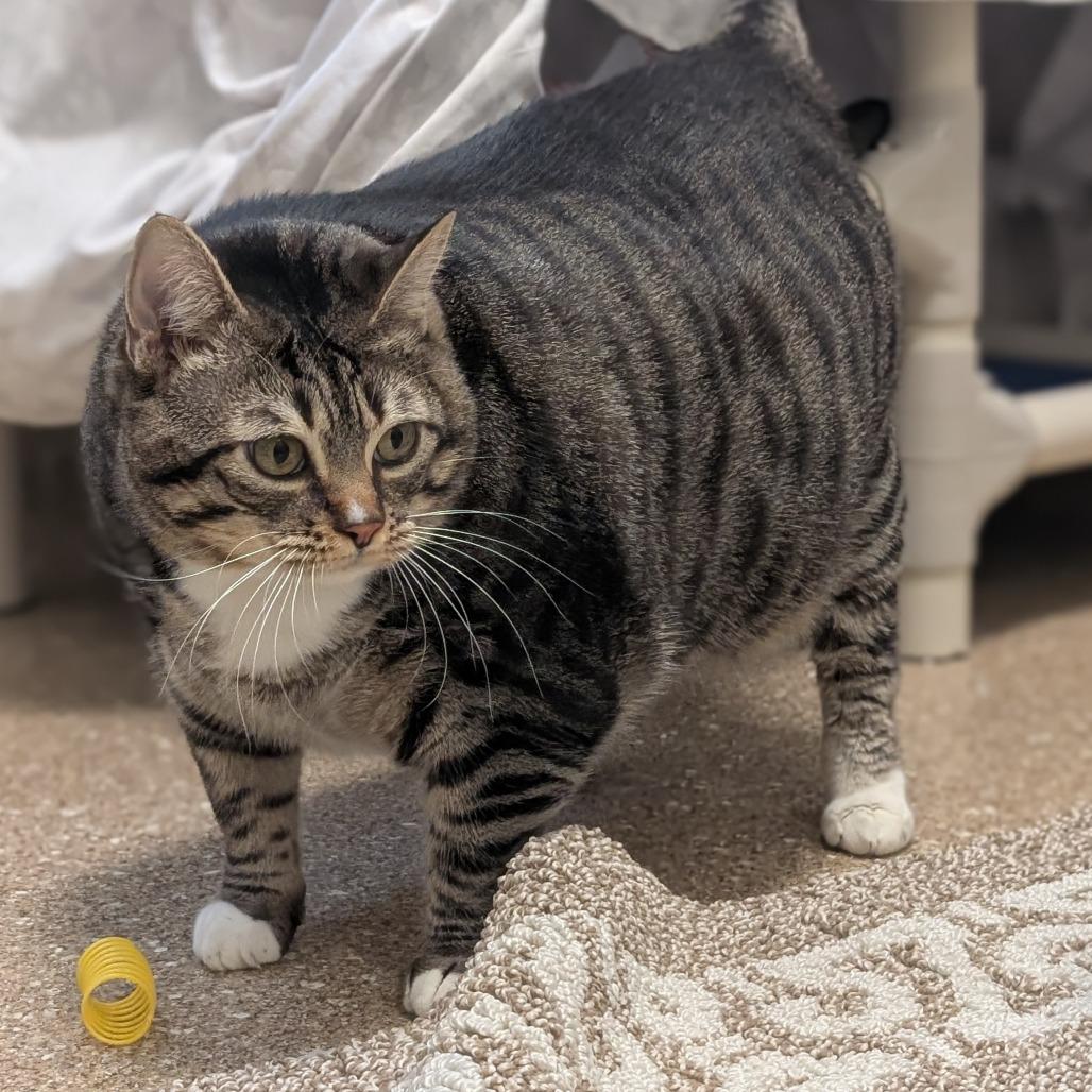 Gerty, a Adoptable Domestic Short Hair in Sonoma, CA image 6/6