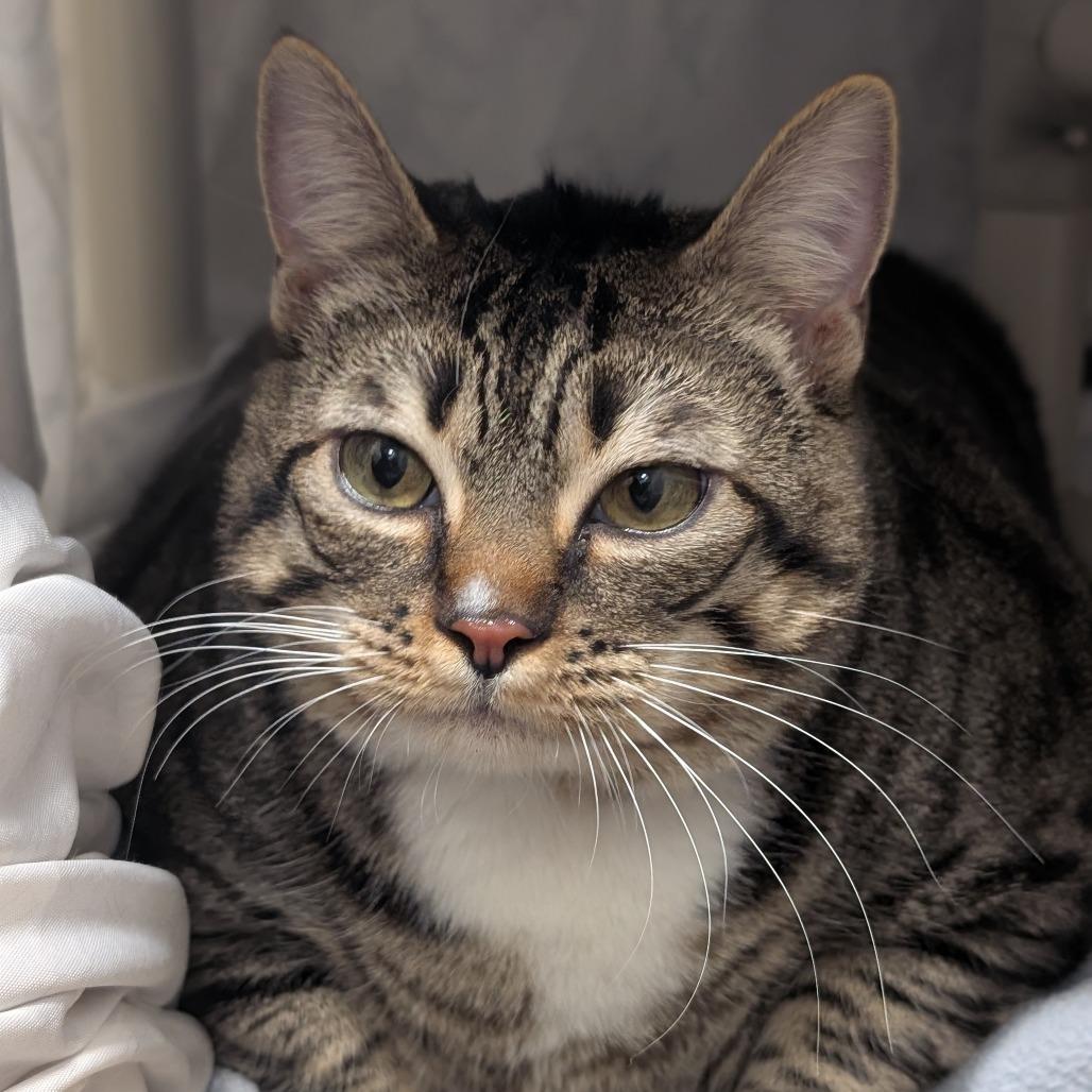 Enlarge Gerty, a Adoptable Domestic Short Hair in Sonoma, CA image 6/6